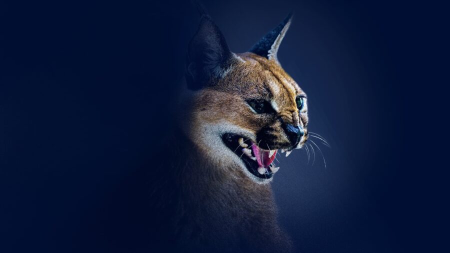 Shadow Cats (2022) - Shadow Cats